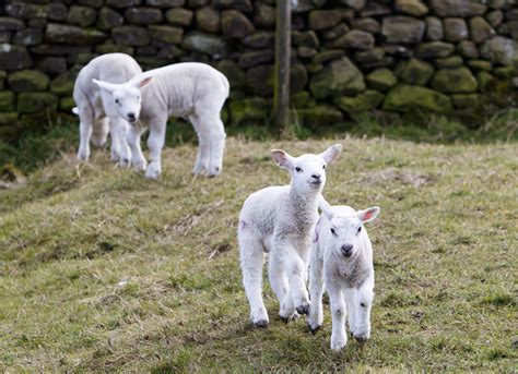 Lambs Playing Free Stock Photo Public Domain Pictures
