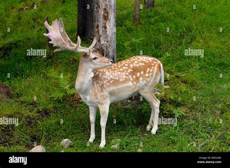 Spotted Male Fallow Deer Buck With Fuzzy Antlers Looking Back In Forest Of At Park Omega Quebec