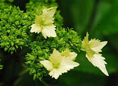 Originates from southern sichuan province, china. Golden Crane - the first to bloom - after the mystery ...