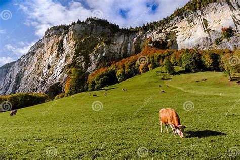 Landschap Van Zwitserland Met Groen Veld En Koe Stock Foto Image Of