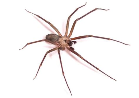 Brown Recluse Bite In Missouri A Cautionary Tale For Patients And