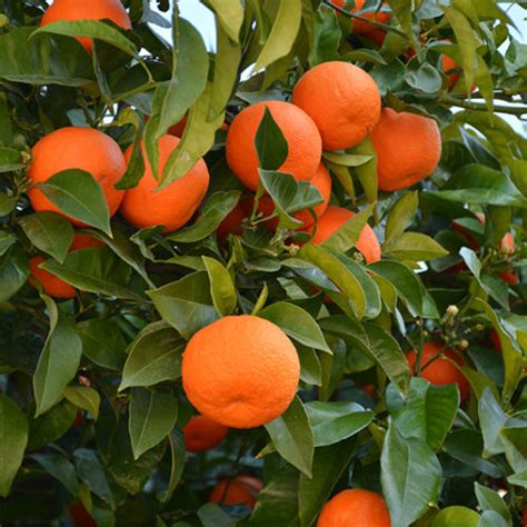 Valencia Orange Buchanans Native Plants