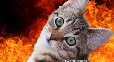 Russian cat started the fire when it's owner poured a flaming vodka shot and the cat knocked it off so someone uploaded a video of a cat being set on fire in the background there was music from the. East TN teen accused of calling in fake fire to rescue cat ...