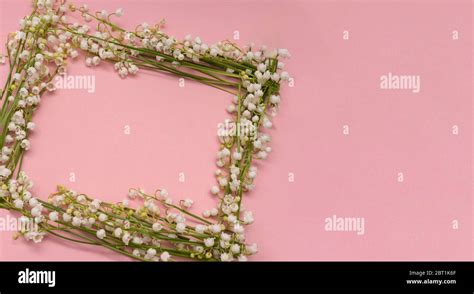 Frame From Lily Of The Valley Flowers On Pink Background Stock Photo