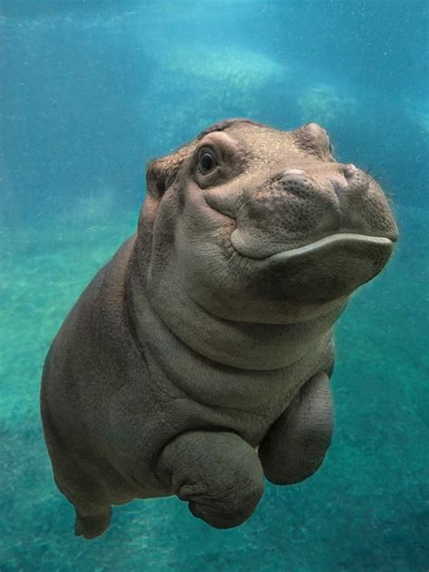 This Happy Baby Hippo Cute Animal Pictures Popsugar Pets Photo 24
