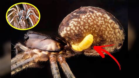 you won t believe how these zombie spiders are controlled by wasps youtube
