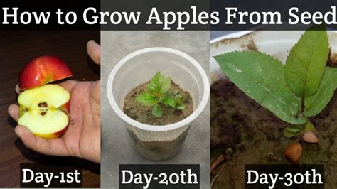 How To Grow Apple Tree From Seed With Full Updates Youtube