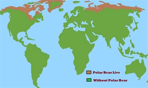What Do Polar Bears Eat Everything About Polar Bears