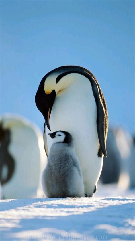 26 Penguin Facts That Will Make You Waddle With Joy 2022 Artofit