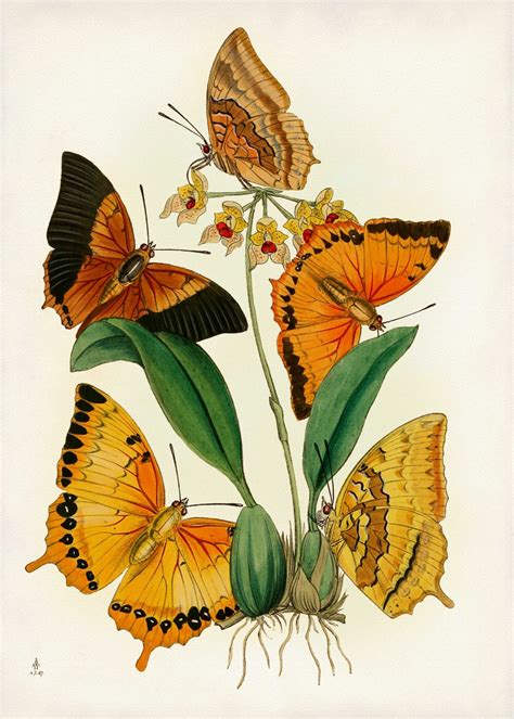 Butterfly Print Botanical Art Poster Orange Butterflies