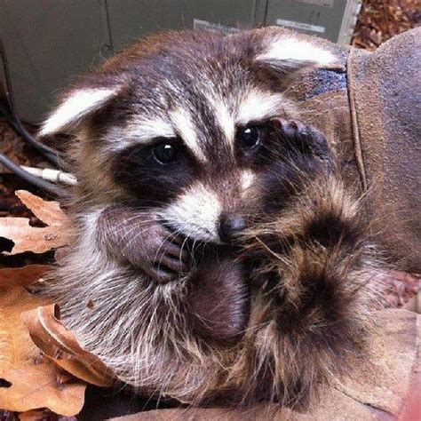 Adorable Raccoon Pet Raccoon Cute Animals Baby Animals