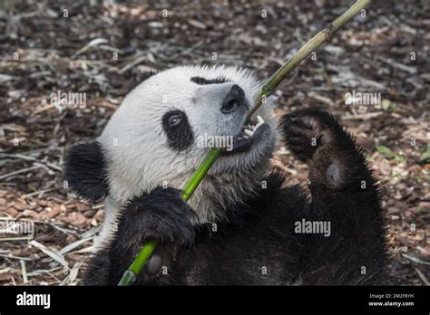 Young Two Year Old Giant Panda Ailuropoda Melanoleuca Cub Eating