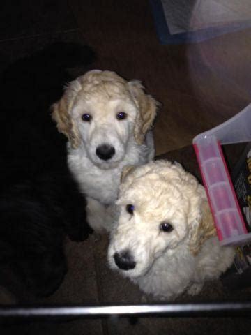 Texas bluebonnet standard poodles, dickinson, texas. Purebred Standard Poodle puppies for Sale in Fort Worth ...