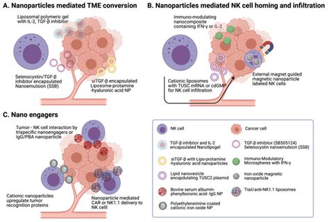 Nanomaterials For Nk Cell Cancer Immunotherapy Various Download
