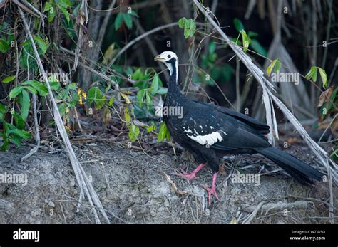 Blue Throated Piping Guan Pipile Pipile Foraging On A River Bank