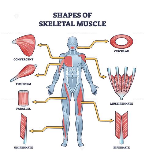 Shapes Of Skeletal Muscles With Various Muscular Types Outline Diagram Labeled Educational