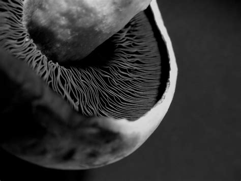 Start taking unusual photos of ordinary things following these indoor photo a professional studio isn't the only place to achieve amazing pictures indoors. 10 Macro Photography Ideas (that are not flowers ...