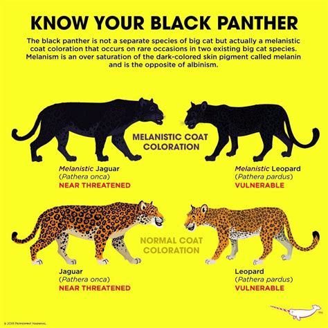 Know Your Panthers Carteles De Animales Imagenes De Animales