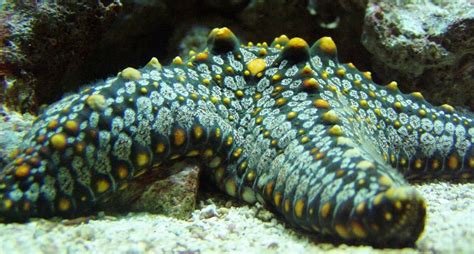 La sede es elegida por las grandes ligas y tradicionalmente alterna entre ambas ligas participantes. ¿Las estrellas de mar tienen ojos? - National Geographic ...