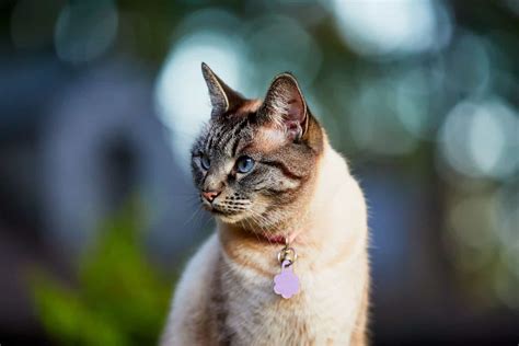 Lynx Point Siamese Cat Meet The Gorgie Lynx Cat