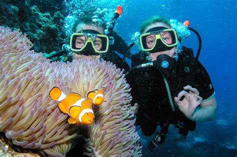 Awasome The Best Australian Scuba Diving Tours Diving In Vibrant Coral