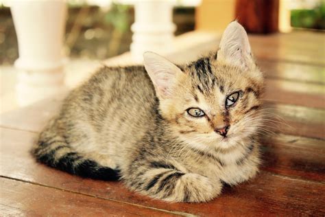 Free Picture Cat Cute Pet Kitten Fur Animal Feline Domestic Cat