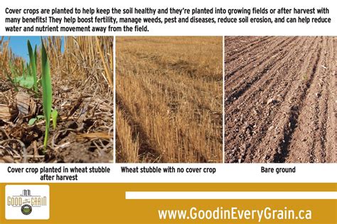 Cover Crops 101 Good In Every Grain