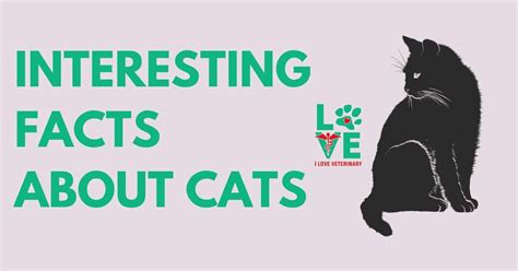 Interesting Facts About Cats I Love Veterinary