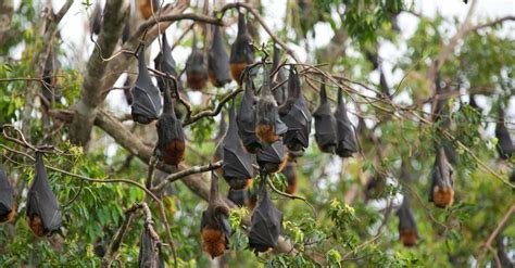Fruit Bat Animal Facts Az Animals