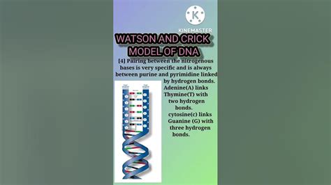 Watson And Crick Model Of Dna Class 12 Biology Youtube