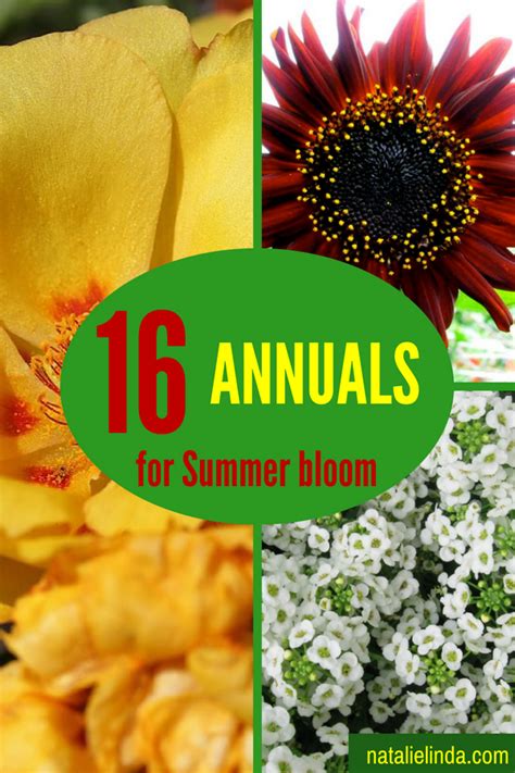 16 Annuals That Bloom All Summer Long Natalie Linda Flowers Garden Layout What Is Gardening