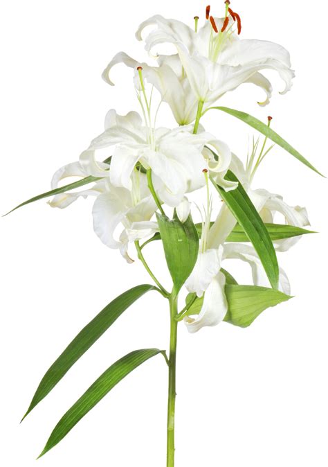 Download Easter Lilies Png Easter Cross With Lilies Transparent Png