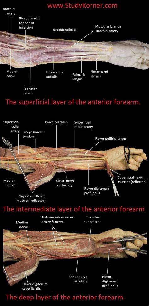 Surface Anatomy Of Forearm Muscles Studykorner Forearm Muscles