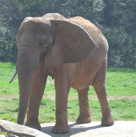 The wiki format allows anyone to create or edit any article, so we can all work. Travel NC With Kids: North Carolina Zoo in Asheboro: This ...