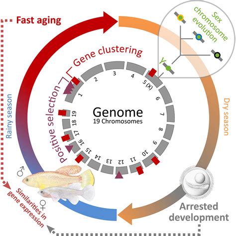 Insights Into Sex Chromosome Evolution And Aging From The Genome Of A