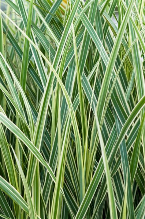 This will tell you what growing zone you are in. The Best Perennials for Zone 7 | eHow