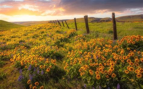 Download Wallpapers Yellow Wildflowers Flower Field Evening Sunset