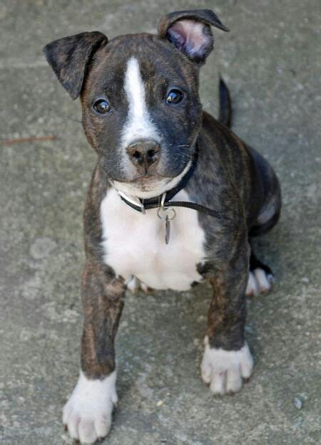 Boston Terrier Pitbull Mix Puppies For Sale Pets Lovers