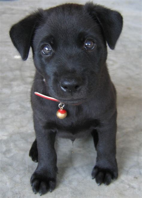 Ideas For Black Dog Names Pethelpful
