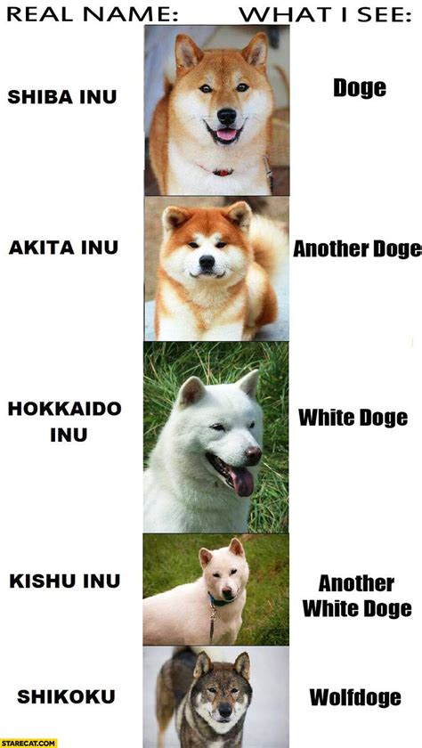 Dog Meme Names Chart Chris Blog