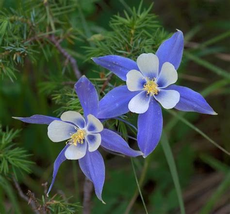 Share template on twitter share template on facebook. Colorado State Flower - Columbine | Colorado | Pinterest ...