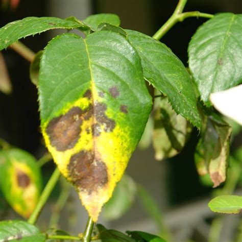 How To Identify And Fight Garden Fungal Disease