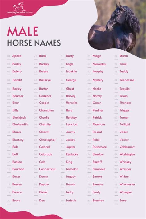 Male Horse Names 808 Amazing Ideas For Your Handsome Stallion