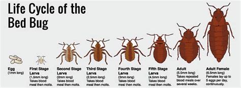 Bed Bug Life Cycle Length Willow Broome