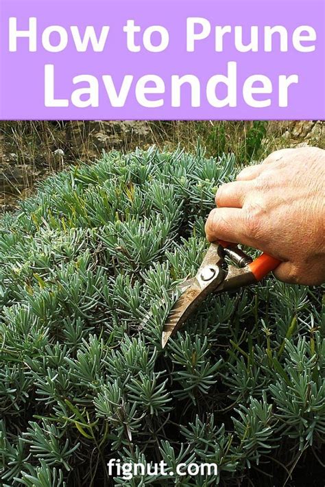 Lavender Pruning Lavender Plant Care Lavender Bush Growing Lavender Dried Lavender Flowers