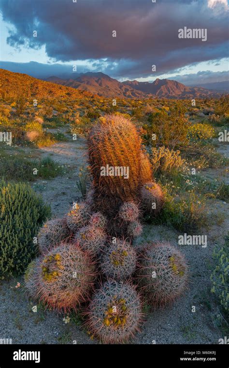 Anza Borrego Desert State Park Cactus Hi Res Stock Photography And