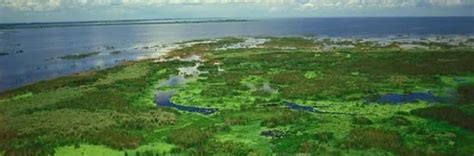 Check spelling or type a new query. Climate Change and Ecosystem Services of Florida's Largest ...