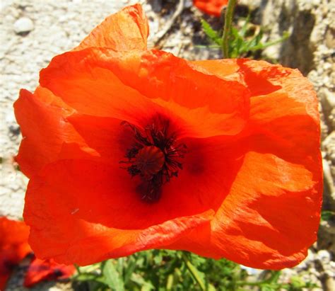 Beach-Combing Magpie: Orange poppies and red...
