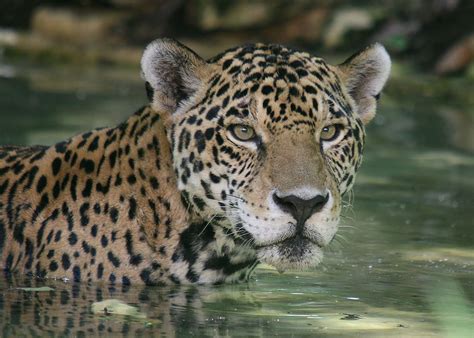 Jaguar Takes Swim To Cool Off In Heat Of Daycloseup Face Shot