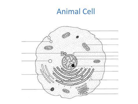 Structure Of Animal Cell Diagram How To Draw Diagram Of Animal Cell